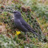 Plumbeous Sierra-finch