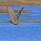 Bittern IMG 0460