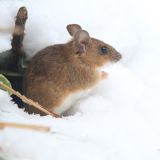 Field Mouse