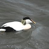 Eider (Drake)