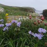 Spring Squill