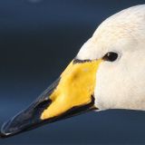 Whooper Swan