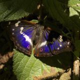 Purple Emperor