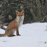 Red Fox