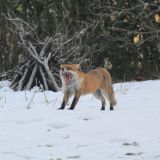 Red Fox
