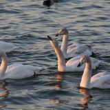 Whooper Swan family