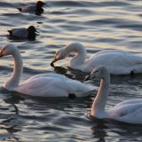 Whooper Swan family