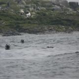 Grey Seals