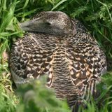 Eider Duck on nest