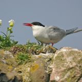 Arctic Tern