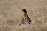 Black Grouse