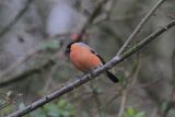 Bullfinch