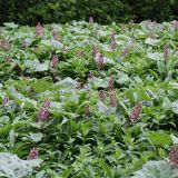 Butterbur, by R Tees in Barnard Castle