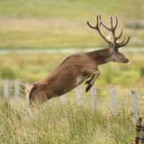 Red Deer