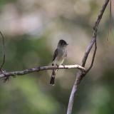 Wood Peewee (likely Western WP)