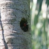 Pale-billed Woodpecker