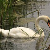 Mute Swan