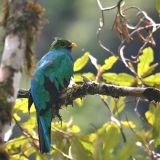 Golden-headed Quetzal