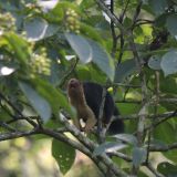 Malabar Giant Squirrel
