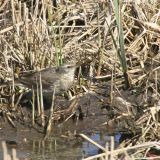 Water Pipit IMG 2998