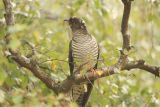 Cuckoo