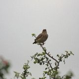 Jerdon's Bushlark
