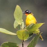 Flame-throated Bulbul