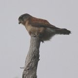 Seychelles Kestrel