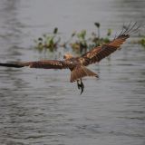 Brahminy Kite (juv)