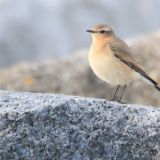 Wheatear