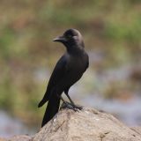 Indian Jungle Crow