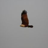 Brahminy Kite (adult)