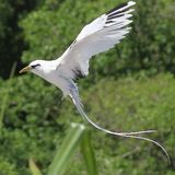 White-tailed Tropicbird