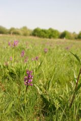 Green-winged Orchid