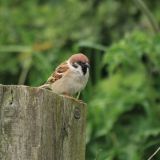 Tree Sparrow