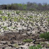 Sooty Terns. A small part of the colony on Bird Island.