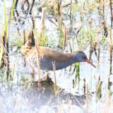 Water Rail