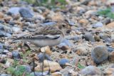 Snow Bunting