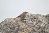 Black Redstart IMG 5421
