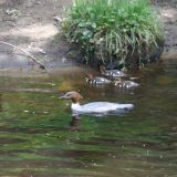 Goosander (female) with ducklings