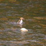 Goosander (female) with ducklings on back