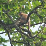 Capped Langurs