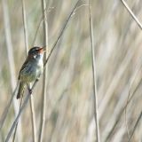 Sedge Warbler