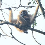Hoolock Gibbon (female) and juvenile