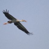 Asian Openbill