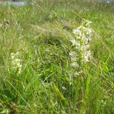 Lesser-butterfly Orchid