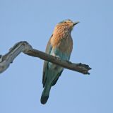 Indian Roller
