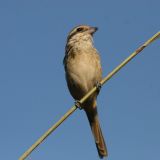 Brown Shrike