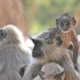Hanuman Langur
