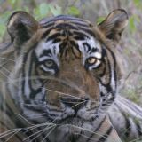 Royal Bengal Tiger
